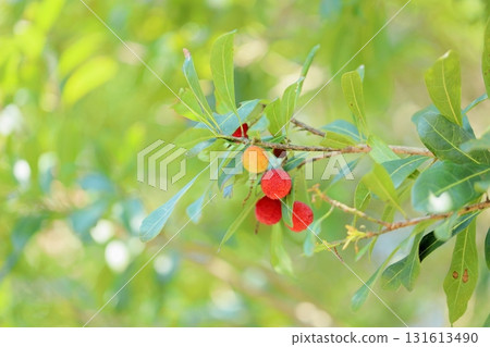 Cute bayberry fruit 131613490