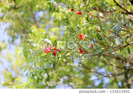 Cute bayberry fruit 131613491