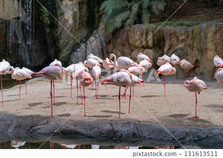 Group of flamingos standing on one leg by water in 131613511