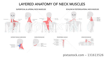 Set of Layered Anatomy of Neck Muscles - Detailed anatomical illustration showing the neck muscles organized in layers 131613526