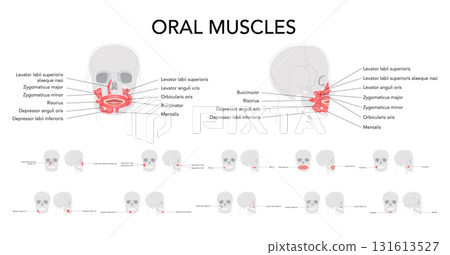 Oral muscles anatomy diagram, labeled structures include orbicularis oris, zygomaticus major, zygomaticus minor 131613527