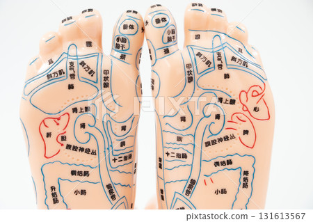 Foot reflexology model 131613567