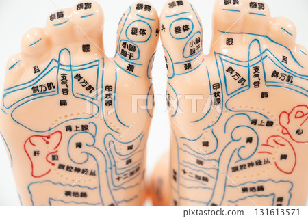 Foot reflexology model 131613571