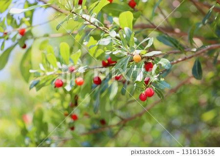 Cute bayberry fruit Cute bayberry fruit 131613636