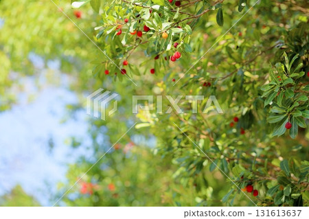 Cute bayberry fruit Cute bayberry fruit 131613637