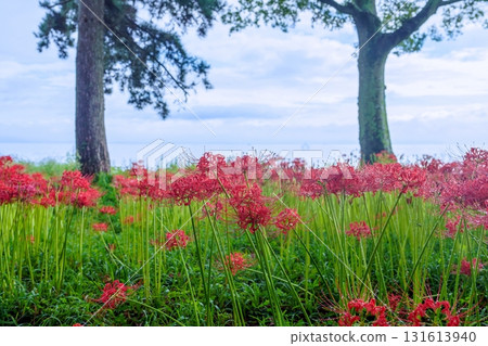 以琵琶湖為背景,岸邊盛開的紅花石蒜 以琵琶湖為背景,岸邊盛開的紅花石蒜 131613940