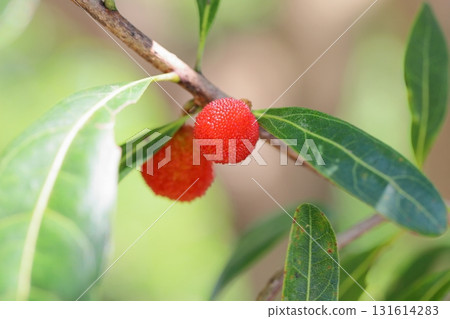 Cute bayberry fruit 131614283