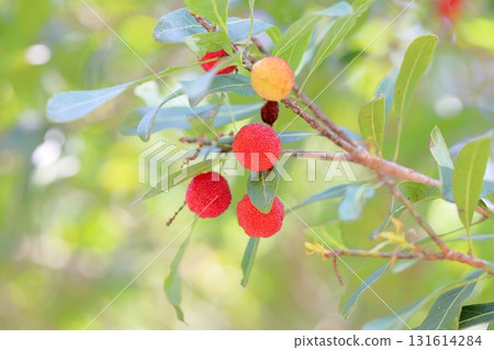 Cute bayberry fruit 131614284