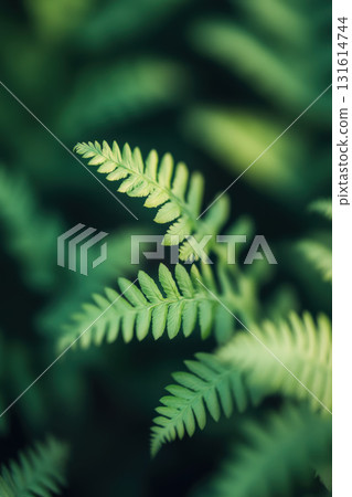 leaf depth field blurs background effect closeup fern 131614744