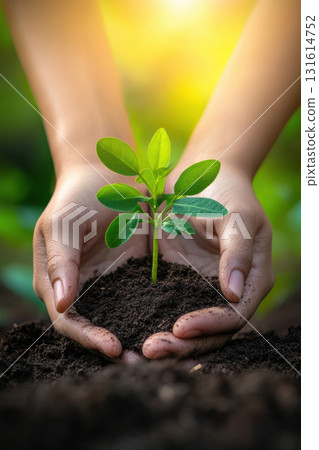 image persons hands plant soil background closeup holding 131614752