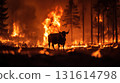 wildfire forest cow foreground scene hues flames engulfs 131614798