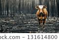 cow forest cows coat patches horns brown stands 131614800