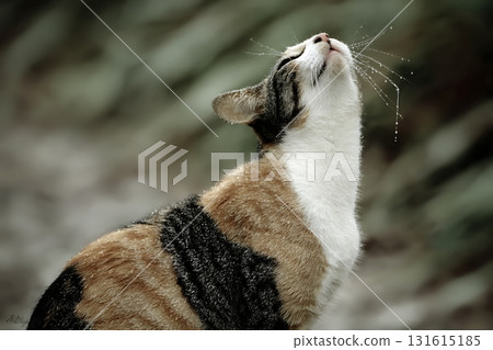 Majestic Cat Posing Gracefully with Water Droplets in Nature Background Majestic Cat Posing Gracefully with Water Droplets in Nature Background 131615185