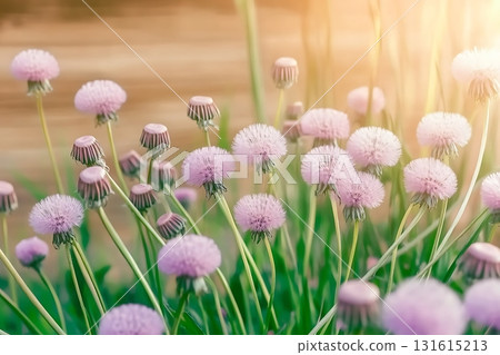 Beautiful soft pink flowers blooming in a serene garden during warm sunlight in springtime Beautiful soft pink flowers blooming in a serene garden during warm sunlight in springtime 131615213