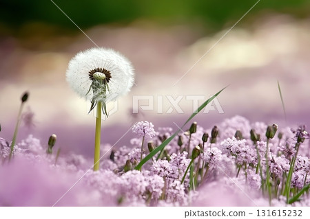 Delicate Dandelion Seed Head Surrounded by Soft Purple Flowers in Vibrant Natural Setting 131615232