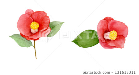 山茶花水彩插圖 131615311