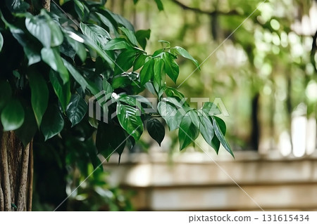 Soft Focus Orchid Blooms with Colorful Bokeh Lights for Elegant Home Decor Photography Soft Focus Orchid Blooms with Colorful Bokeh Lights for Elegant Home Decor Photography 131615434