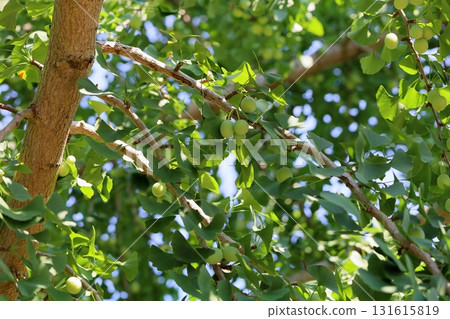Refreshing ginkgo fruit 131615819