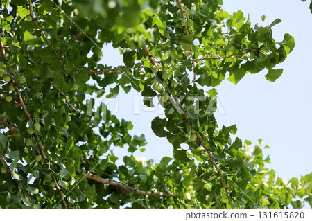 Refreshing ginkgo fruit 131615820