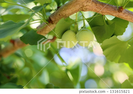Refreshing ginkgo fruit 131615821