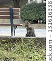 Tabby cat and bench 131616338