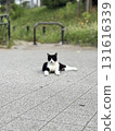 Black and white cat (lying on the ground) 131616339