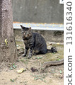Tabby cat (at the base of a tree) 131616340