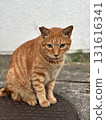 Brown tabby cat (on top of a manhole) 131616341