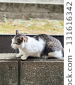 White-gray cat (on the step) 131616342