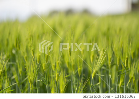 春綠的麥田 131616362