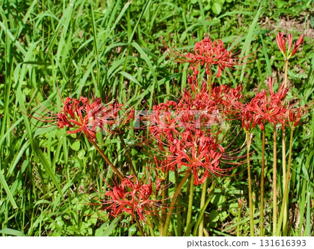 群集孤挺花 群集孤挺花 131616393