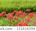 Cluster amaryllis 131616394