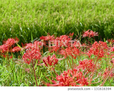 群集孤挺花 131616394