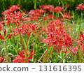Cluster amaryllis 131616395