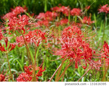 群集孤挺花 131616395