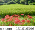 Cluster amaryllis 131616396