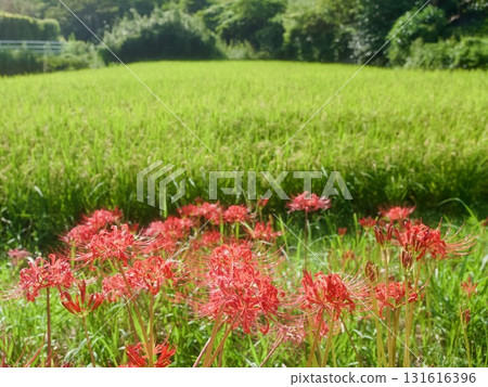 群集孤挺花 群集孤挺花 131616396