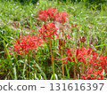 Cluster amaryllis 131616397