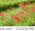 Cluster amaryllis 131616398