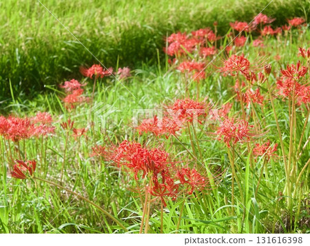 Cluster amaryllis Cluster amaryllis 131616398