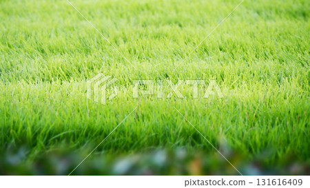 Grass wet with morning dew 131616409