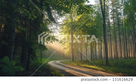 Serene Forest Pathway with Sunlight Filtering Through Lush Green Trees in Early Morning 131616629