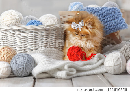 Fluffy red long haired little kitten with bow in white basket, knitted yarn and cozy home decor on wooden floor. 131616856