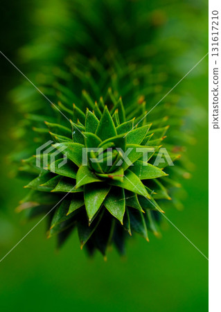 Unique close-up view of a vibrant green conifer with layered, spiral leaves against a blurred background 131617210