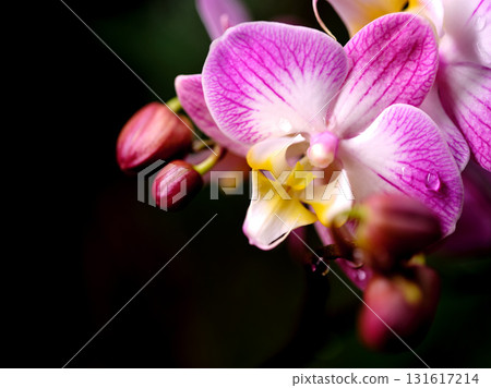 Beautiful pink orchid blossoms showcasing delicate petals with buds in a serene garden setting during early morning light 131617214