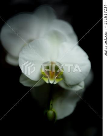 Close-up view of a delicate white orchid flower showcasing its intricate design and natural beauty in low light setting Close-up view of a delicate white orchid flower showcasing its intricate design and natural beauty in low light setting 131617234