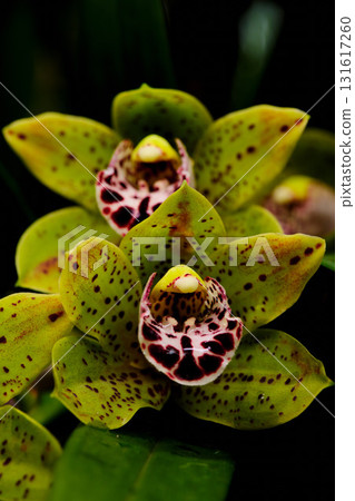Colorful orchids bloom in a lush garden showcasing intricate patterns and vibrant hues during a sunny afternoon 131617260