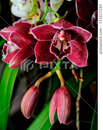 Vibrant red orchids bloom gracefully in a lush garden, showcasing nature's beauty during the peak of spring Vibrant red orchids bloom gracefully in a lush garden, showcasing nature's beauty during the peak of spring 131617284