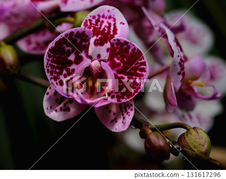 Vibrant pink orchid with striking patterns blooming in a lush garden setting during the warm afternoon light 131617296