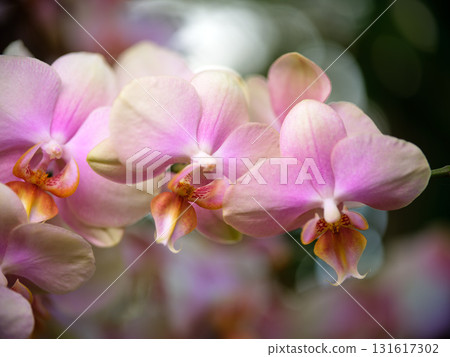 Colorful pink orchids blooming in a lush garden during springtime showcase their delicate beauty and intricate details 131617302